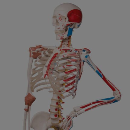 Anatomy models